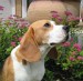 beagle-01.jpg